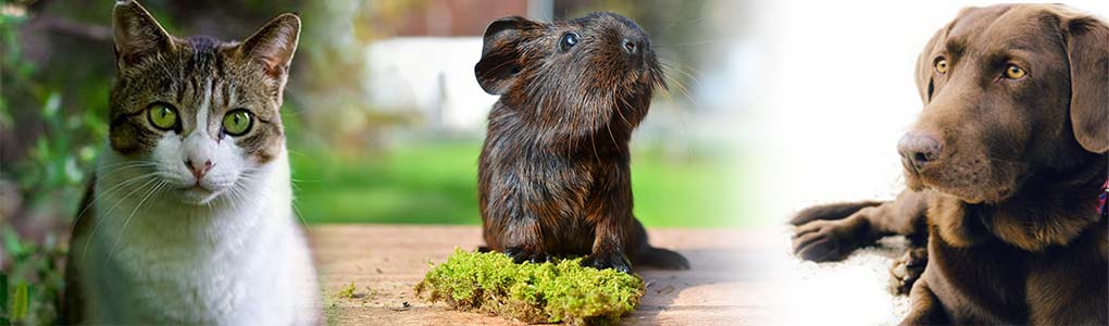 Pet Animal Ashes into Cremation Jewellery and Glass